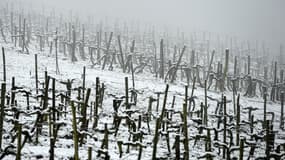 Une vigne enneigée à Saint-Etienne-de-Baïgorry, le 1er avril 2022.