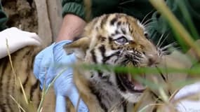 Premiers pas pour les bébés tigres d'un zoo au Royaume-Uni
