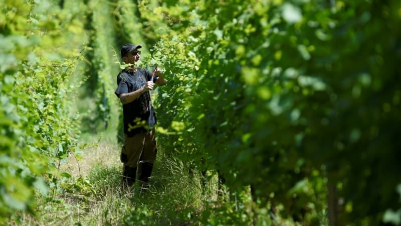 Budget: le Sénat allège la fiscalité sur les successions pour les viticulteurs et agriculteurs