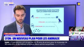 Lyon: le conseil municipal va étudier la présentation du plan d'action sur la condition animale 