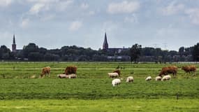 Image d'illustration - le maire veut protéger les bruits produits par les animaux  de la campagne, mais aussi les tracteurs ou les cloches des églises