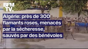 Algérie: des bénévoles sauvent près de 300 jeunes flamants roses 