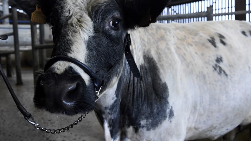 Imminence, vache Bleue du Nord, est l'égérie du salon de l'agriculture 2019