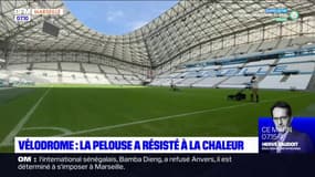 Vélodrome: la pelouse a résisté à la chaleur