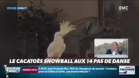 EN VIDÉO - Jean-Jacques Bourdin épaté par le cacatoès Snowball qui maîtrise 14 pas de danse