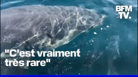 Un requin blanc de plus de trois mètres observé au large des côtes varoises 
