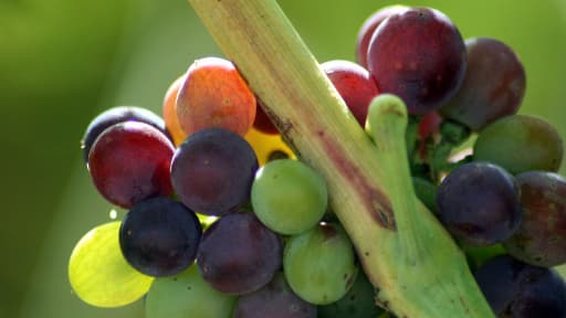 La vigne contaminerait en pescticides son environnement.