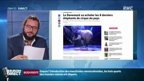 Le Danemark rachète les éléphants de cirque pour leur retraite
