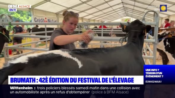 Brumath: des clippers pour entretenir les vaches au Festival de l’élevage 