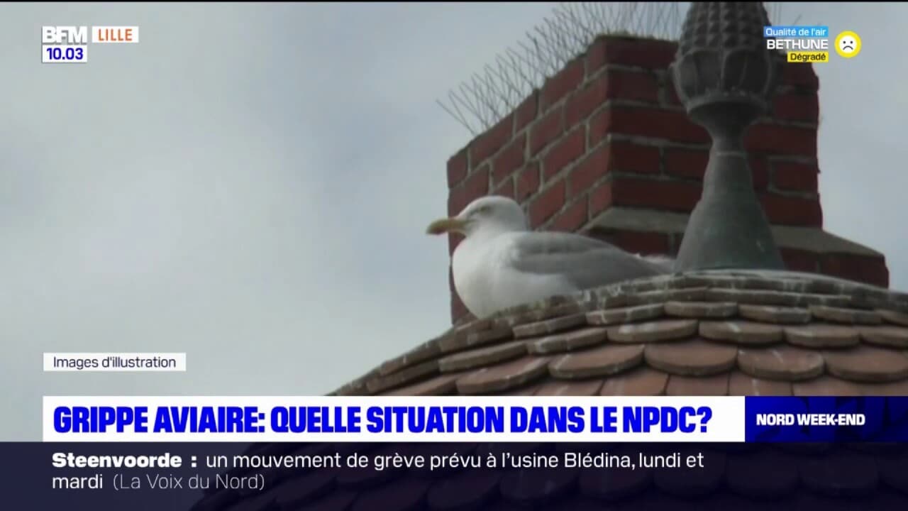 Grippe aviaire quelle situation dans le NordPasdeCalais?