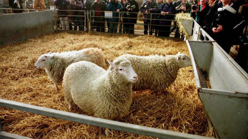 La brebis Dolly photographiée en février 1997.