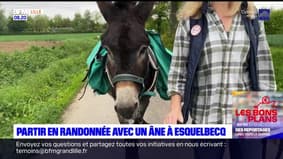 Les Ch'tites Sorties du samedi 18 mai 2024 - Partir en randonnée avec un âne à Esquelbecq