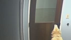 Un chien à réussir à s'enfuir de sa clinique vétérinaire lundi 10 avril, aux Etats-Unis. 