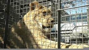 Hérault: il menace de se suicider si on lui retire son lion
