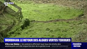 Les algues vertes refont surface dans le Morbihan