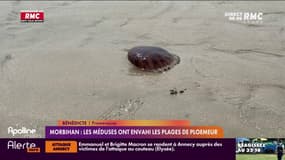 Morbihan : les méduses ont envahi les plages de Ploemeur 