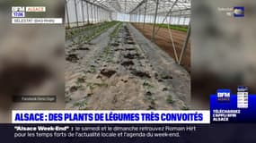 Alsace: les vols de plants de légumes se multiplient, les producteurs s'organisent