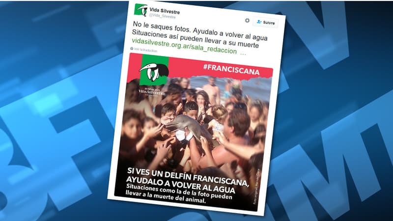 Un dauphin manipulé par des badauds, sur une plage argentine.