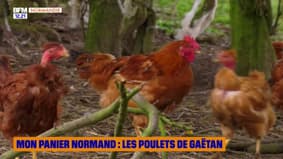 Mon panier normand : Les poulets de Gaëtan