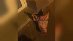 Une des têtes de cochon retrouvée aux abords de plusieurs mosquées de l'agglomération parisienne, dans la nuit du lundi 8 au mardi 9 septembre 2025. 