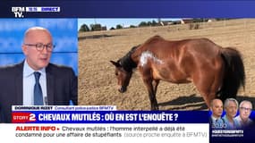 Story 4 : Un homme arrêté dans le cadre de l'enquête sur des chevaux mutilés - 07/09