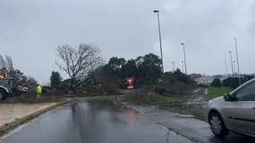 Tempête Ciaran: entre Granville et Gouville, des arbres couchés sur la route