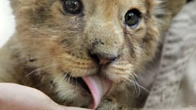 Un lionceau retrouvé sur les Champs-Élysées (Photo d'illustration)