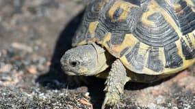 Une tortue d'Hermann à La Garde-Freinet dans le Var, le 20 août 2021 (illustration)