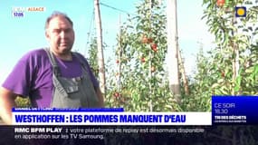 Westhoffen: les pommes manquent d'eau 