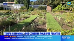 Temps automnal en Normandie: des conseils pour vos plantes