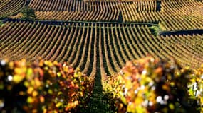 Des vignes à Vosne-Romanée, en Bourgogne (photo d'illustration).