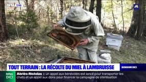 Tout Terrain: avec des apiculteurs de Lambruisse qui récoltent le miel 