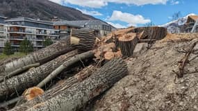 Photo du peuplier bicentenaire abattu dans le cadre des travaux de terrassement et d'aménagement du nouveau cœur de ville à Briançon, publiée sur Facebook le 27 mars 2025.