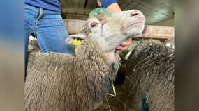 Plusieurs brebis ont été attaquées à Saint-Martin-de-Crau.