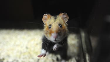 Un grand hamster d'Alsace.