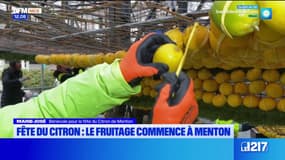 Menton: le fruitage commence avant la fête du citron