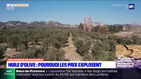 Inflation, mauvaise météo… le prix de l'huile d'olive des Baux-de-Provence explose