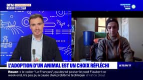 La SPA de Cabourg rappelle que l'adoption d'un animal est un choix réflechi