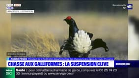 Alpes-de-Haute-Provence: la suspension de la chasse aux galliformes déplaît aux chasseurs