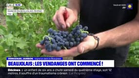 Beaujolais: les vendanges ont déjà commencé, avec trois semaines d'avance