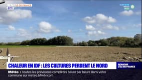 Chaleur en Ile-de-France: les cultures perdent le nord