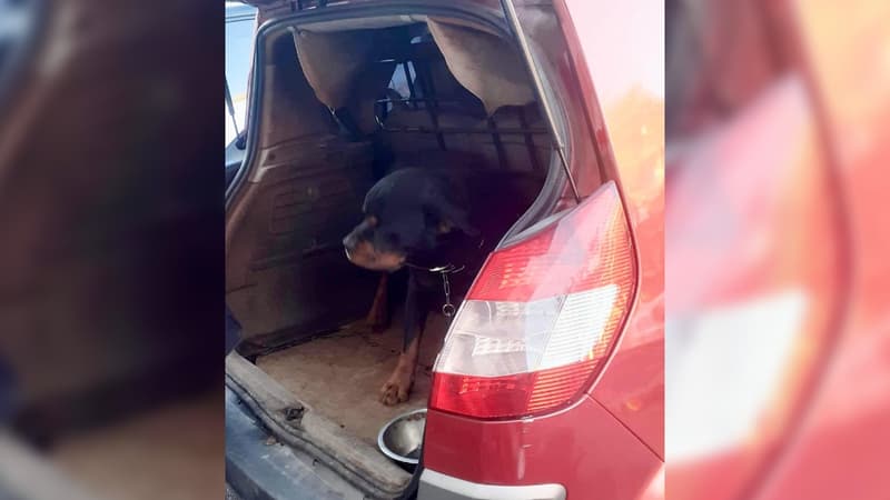 Les Pennes-Mirabeau: un chien sauvé après être resté plusieurs jours dans le coffre d'une voiture