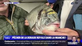 Normandie: la pêche de la dorade royale en augmentation