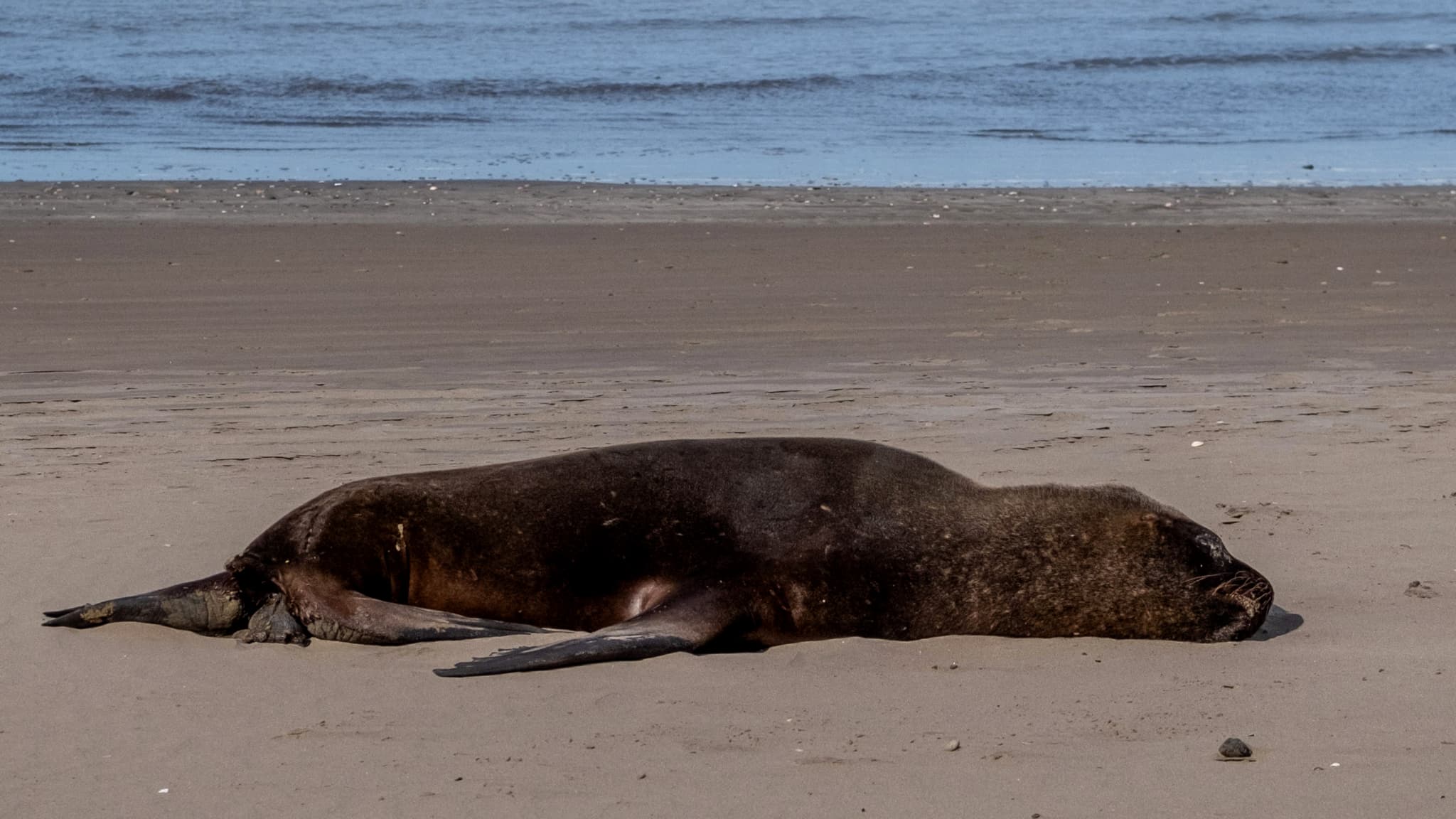 quase 1.000 focas e leões marinhos encontrados mortos no Brasil