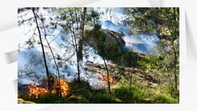 Le feu s'est développé en forêt de Fontainebleau (Seine-et-Marne), ce mardi 10 juin.