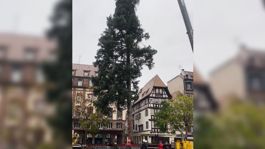 Le grand sapin de Noël est en cours d'installation ce mercredi 24 octobre 2023 sur la place Kléber de Strasbourg