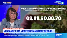 Alsace: une cellule pour mettre en relation vignerons et vendangeurs
