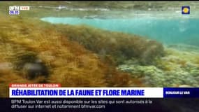 Toulon: une réhabilitation de la faune et flore marine lancée