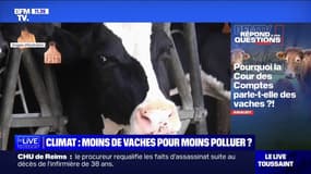 Pourquoi la Cour des comptes parle-t-elle des vaches? BFMTV répond à vos questions