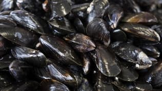 Des moules sont rappelées partout en France (photo d'illustration).